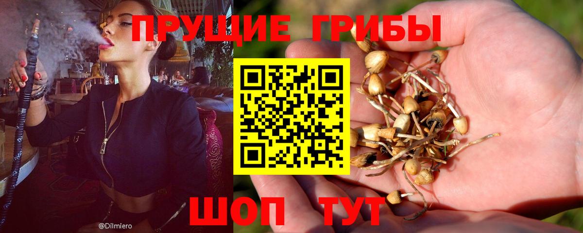 Галлюциногенные грибы Psilocybe Сальск